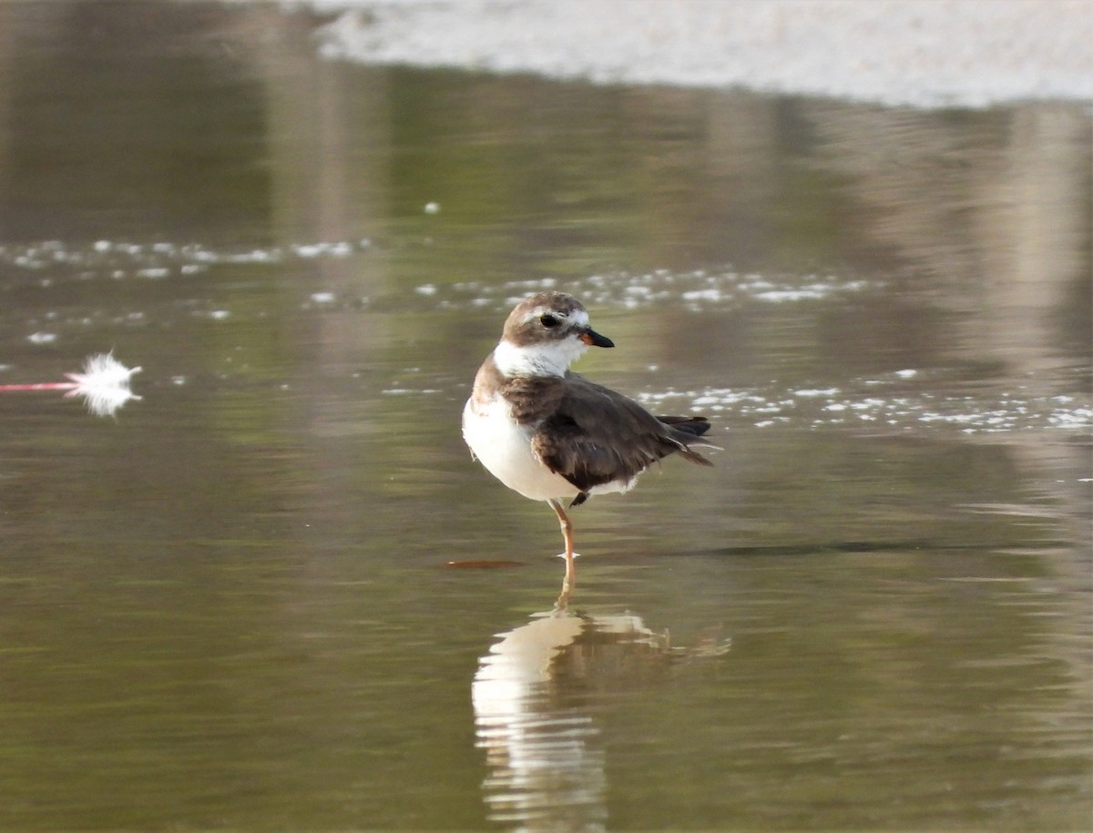 eBird Checklist 30 May 2023 Honeymoon Island SP 44 species