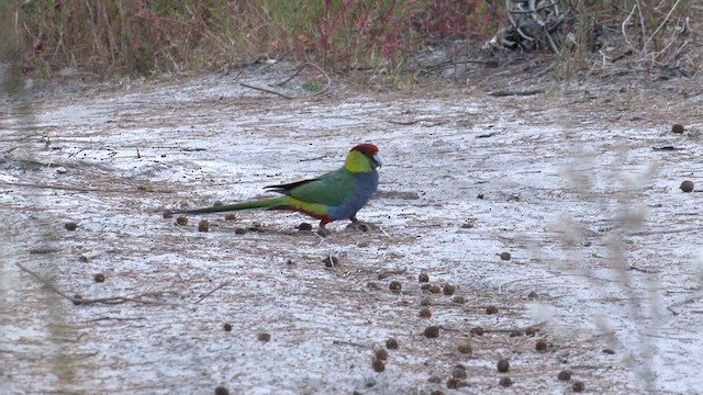 Red-capped Parrot - ML579414141