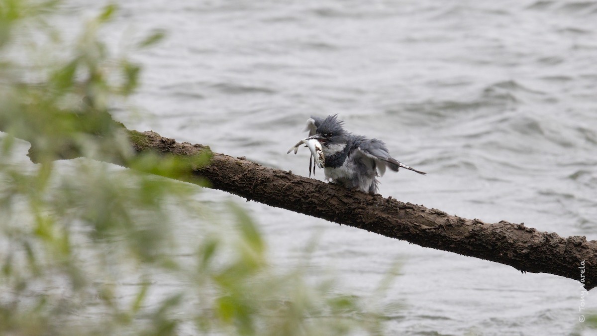 Belted Kingfisher - ML579415501