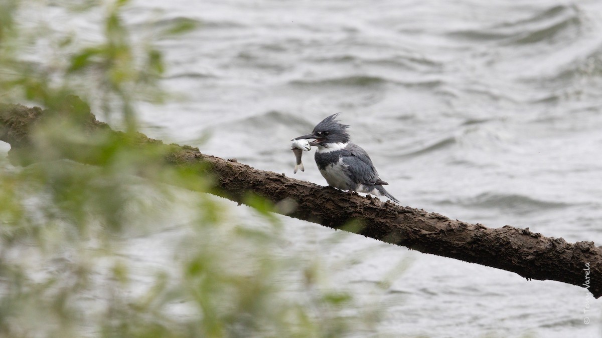 Belted Kingfisher - ML579415511