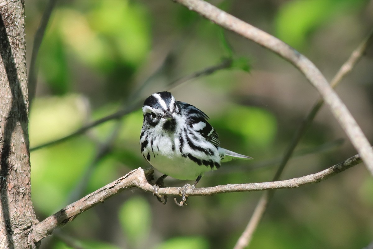 Black-and-white Warbler - ML579424281