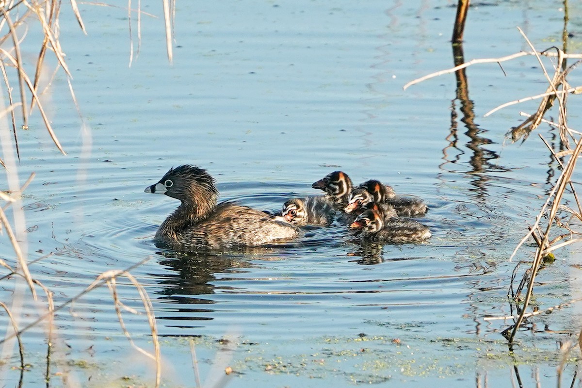 EBird Checklist 30 May 2023 Cullinan Park Sugar Land UTC 095