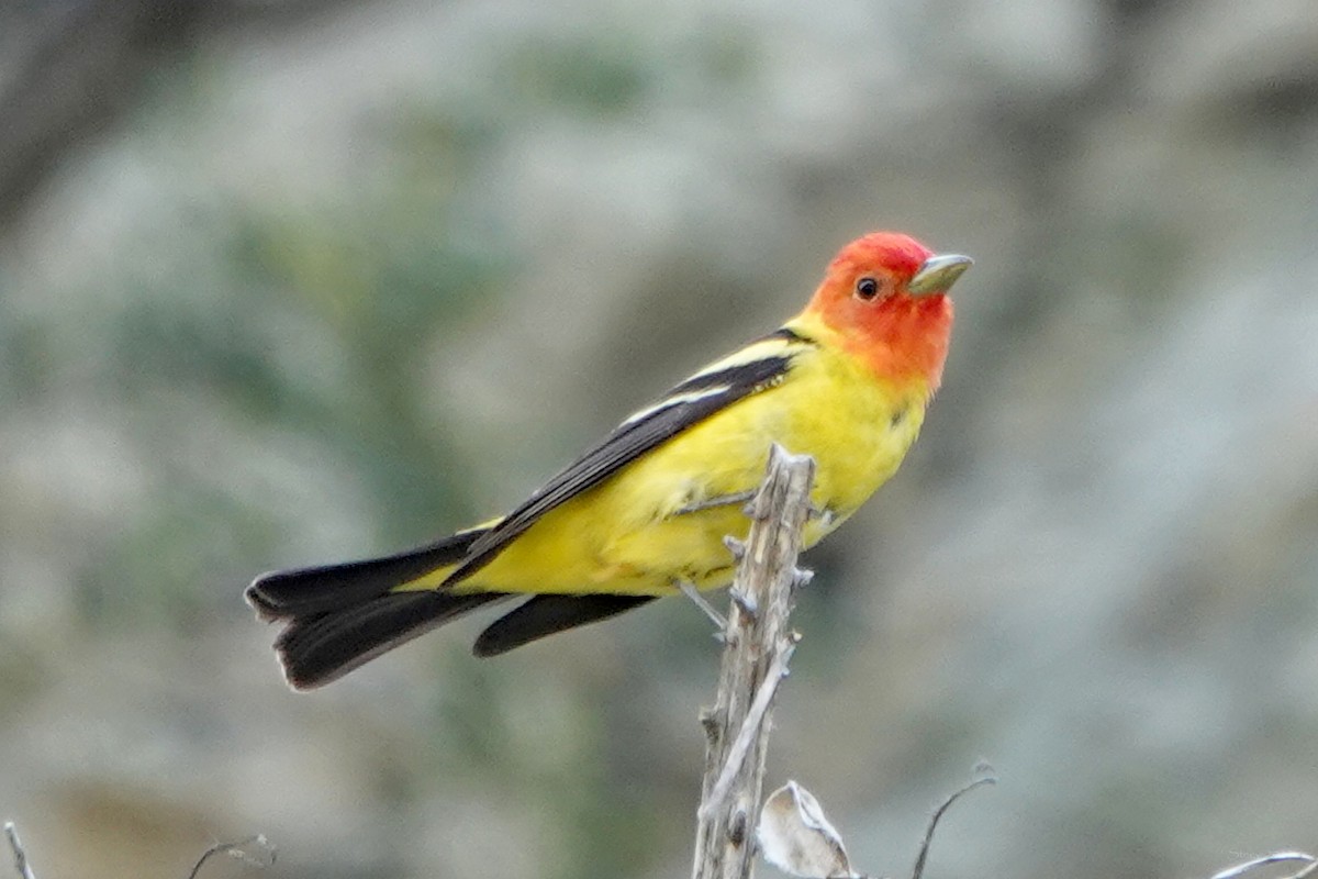 Western Tanager - ML579429431