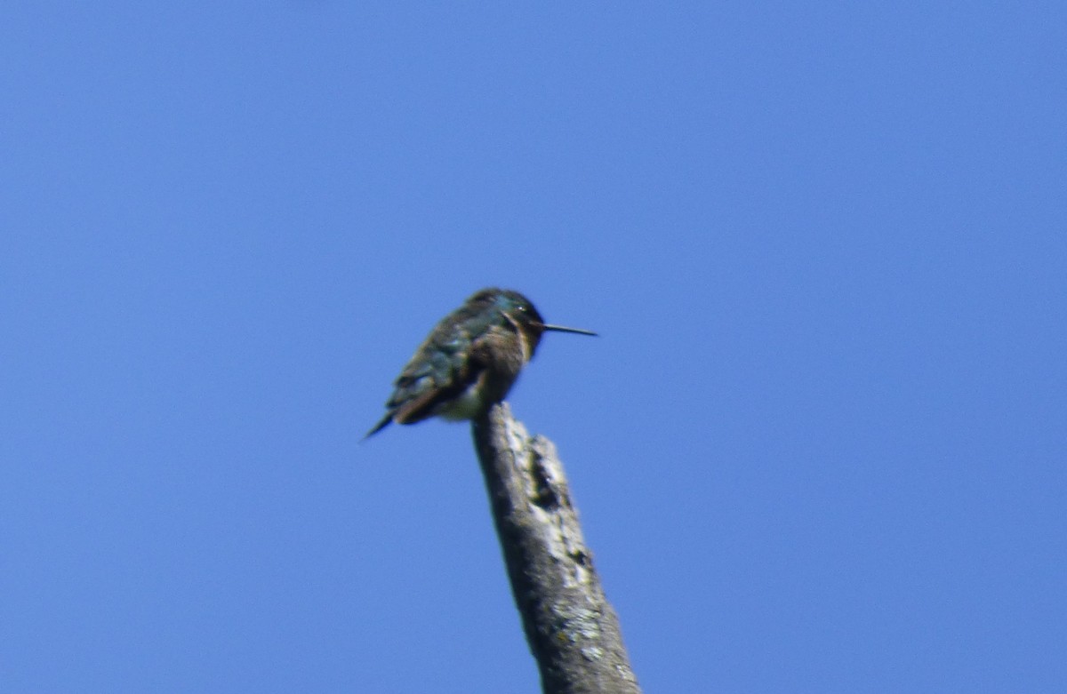 Ruby-throated Hummingbird - ML579430391