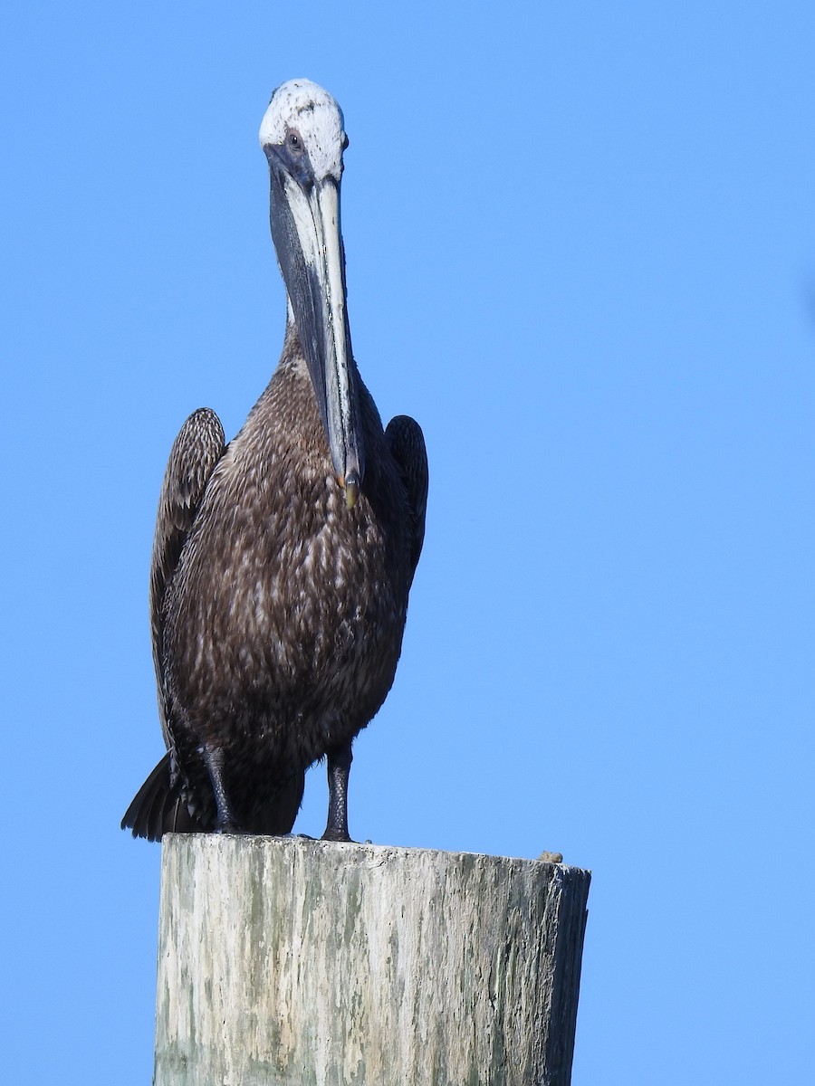 Brown Pelican (Atlantic) - ML579431351