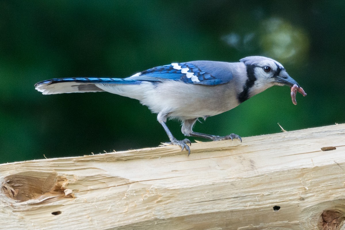Blue Jay - ML579432981