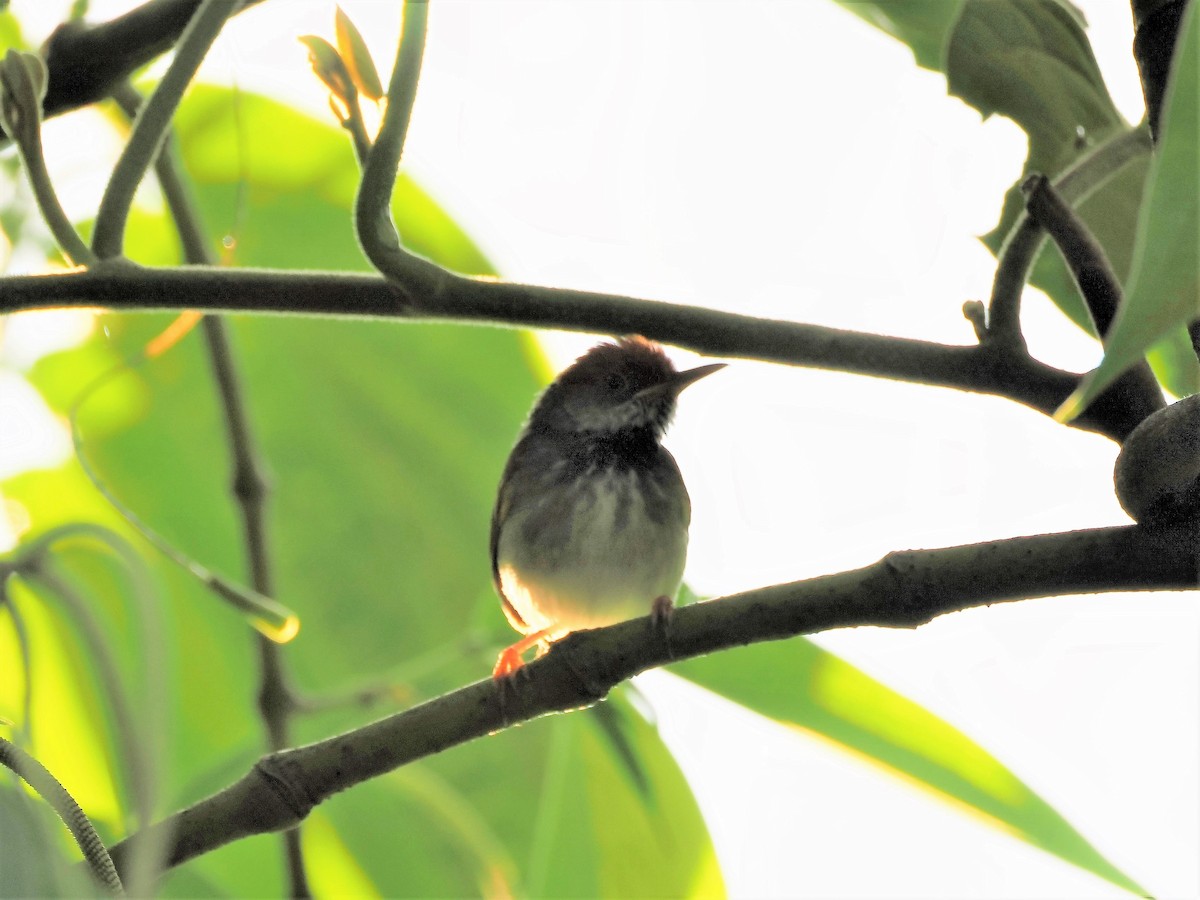 Dark-necked Tailorbird - ML579438401