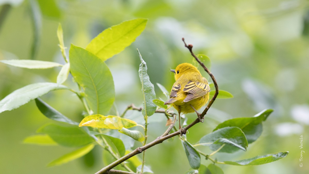 Yellow Warbler - ML579440041