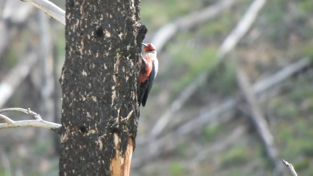 Lewis's Woodpecker - ML579445131