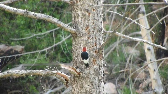 Red-headed Woodpecker - ML579445501