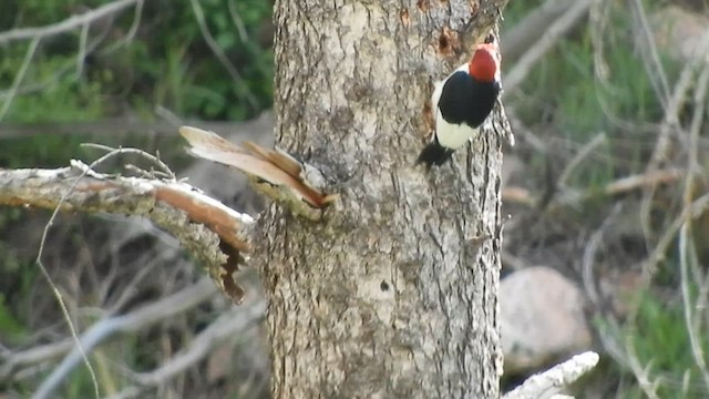 Red-headed Woodpecker - ML579445521