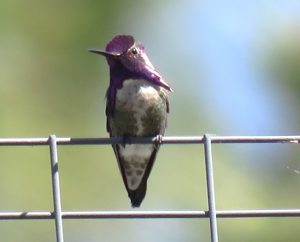 eBird Checklist 30 May 2023 Bridle Lane, Bend, Oregon, US (44.104