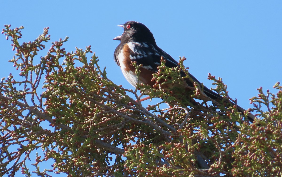 Spotted Towhee - ML579447381
