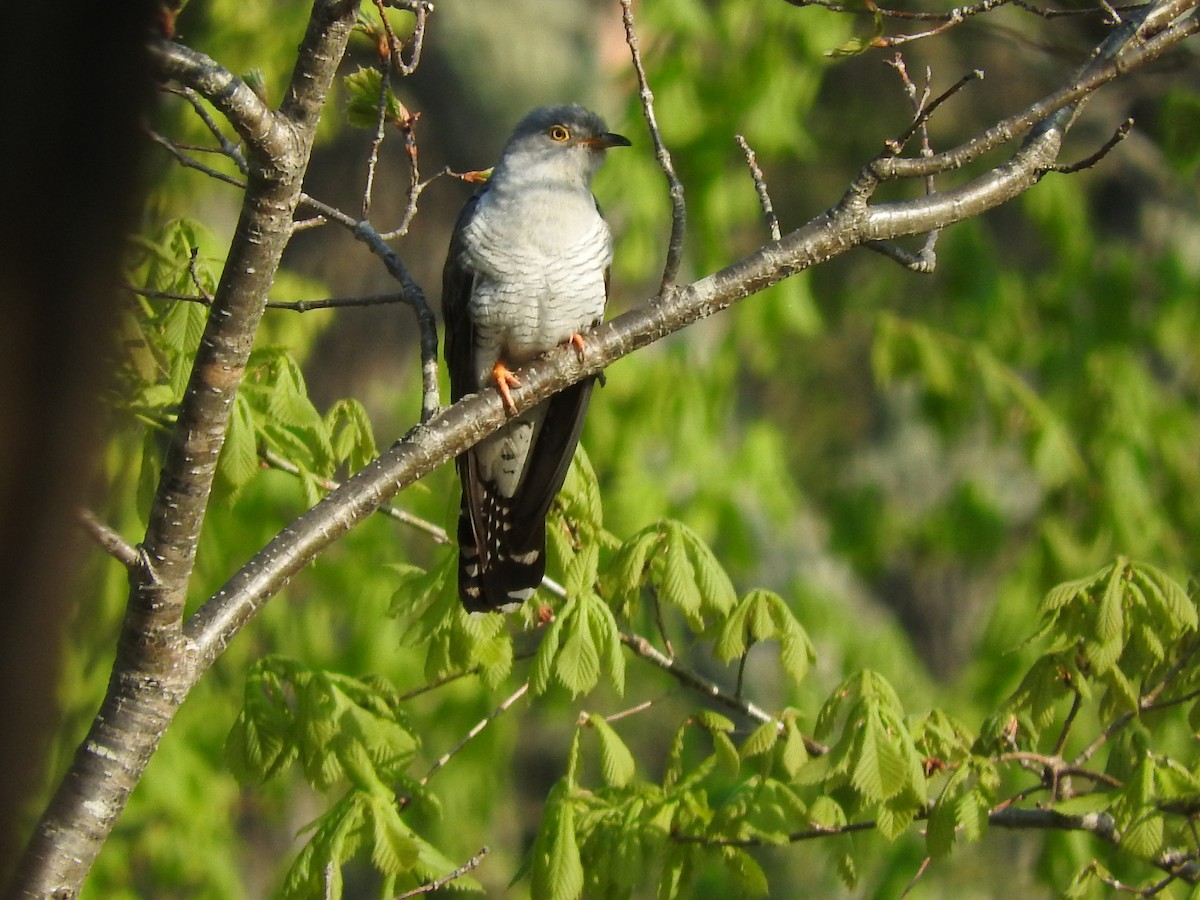 Common Cuckoo - ML579447971