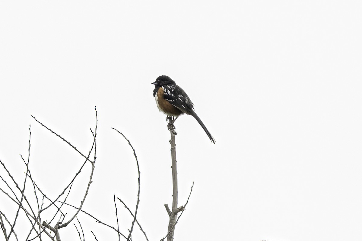 Spotted Towhee - ML579449161