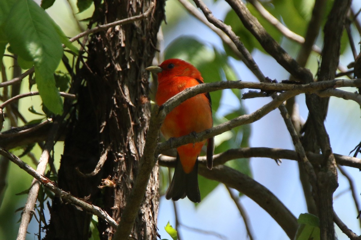 Scarlet Tanager - ML579450731