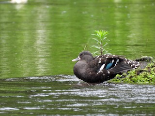 African Black Duck, ML579451751