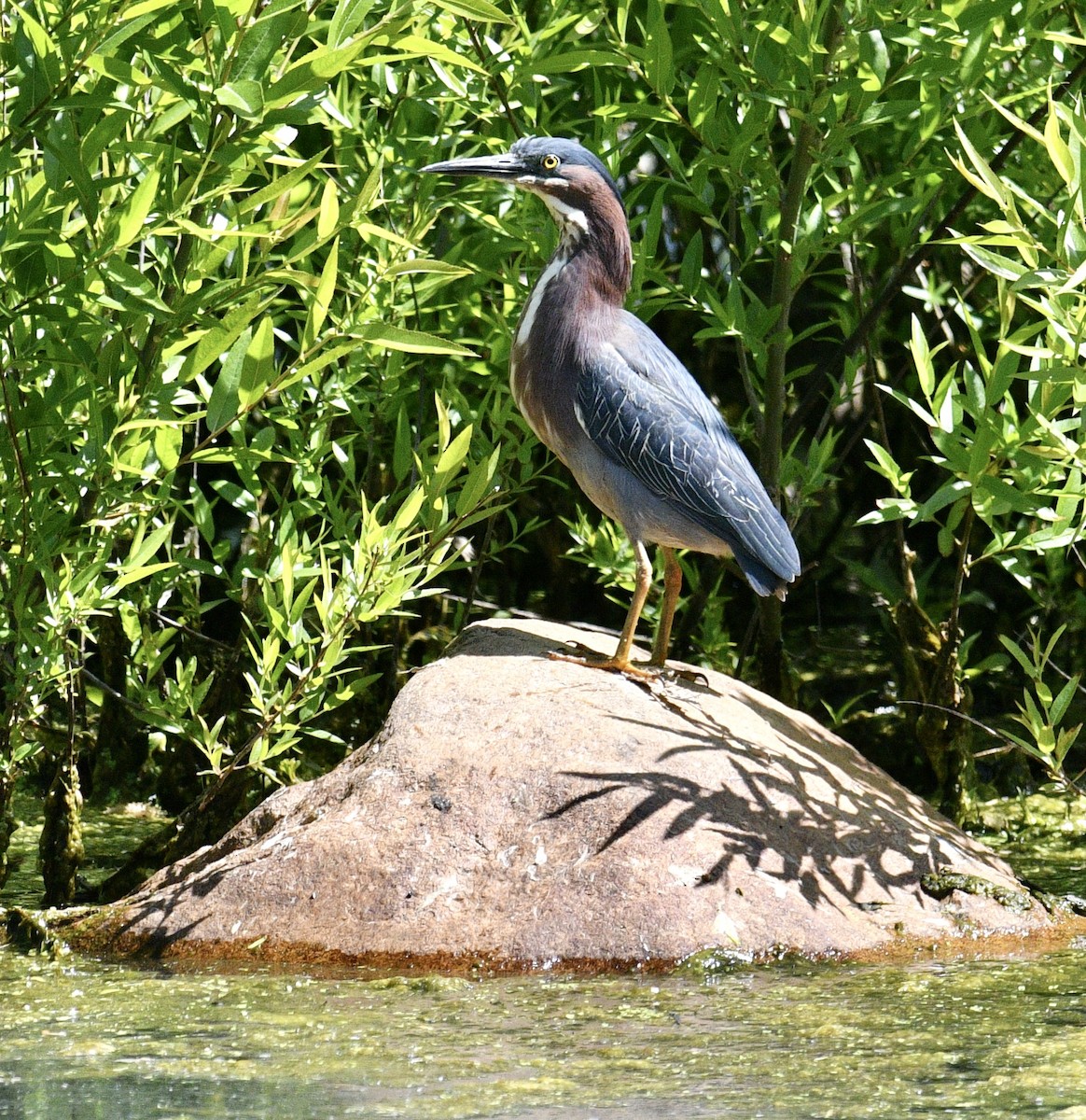 EBird Checklist - 30 May 2023 - Daniel Webster Wildlife Sanctuary (Mass ...