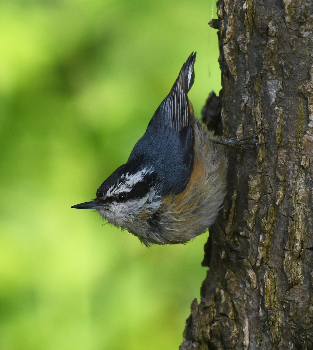 Red-breasted Nuthatch - ML579455911