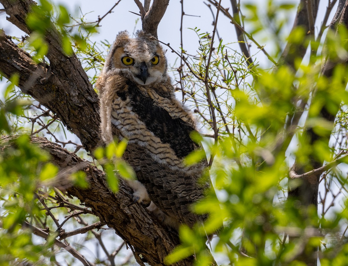 Great Horned Owl - ML579457391