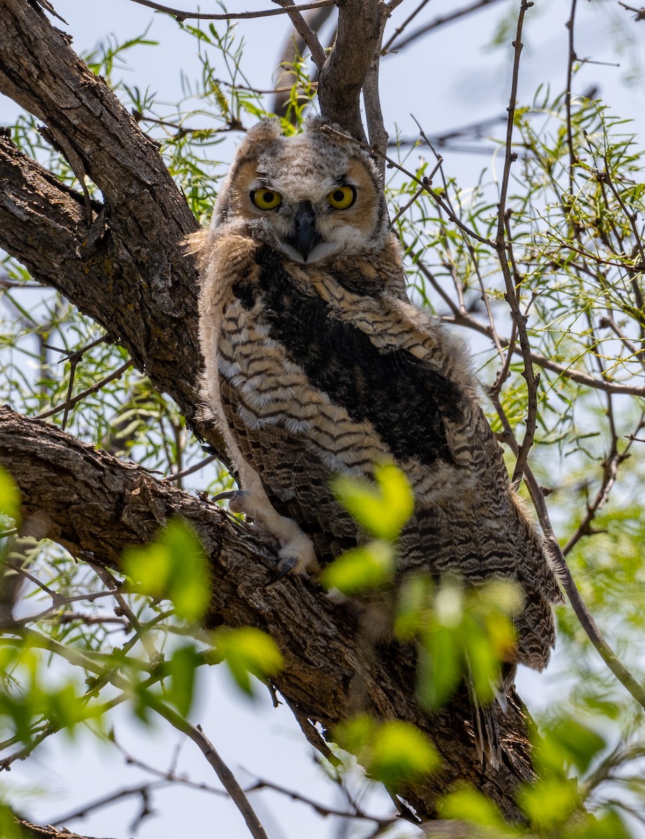 Great Horned Owl - ML579457401