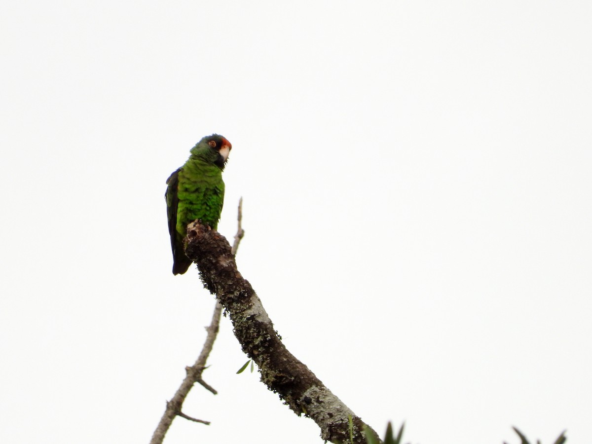 Red-fronted Parrot - ML579458441
