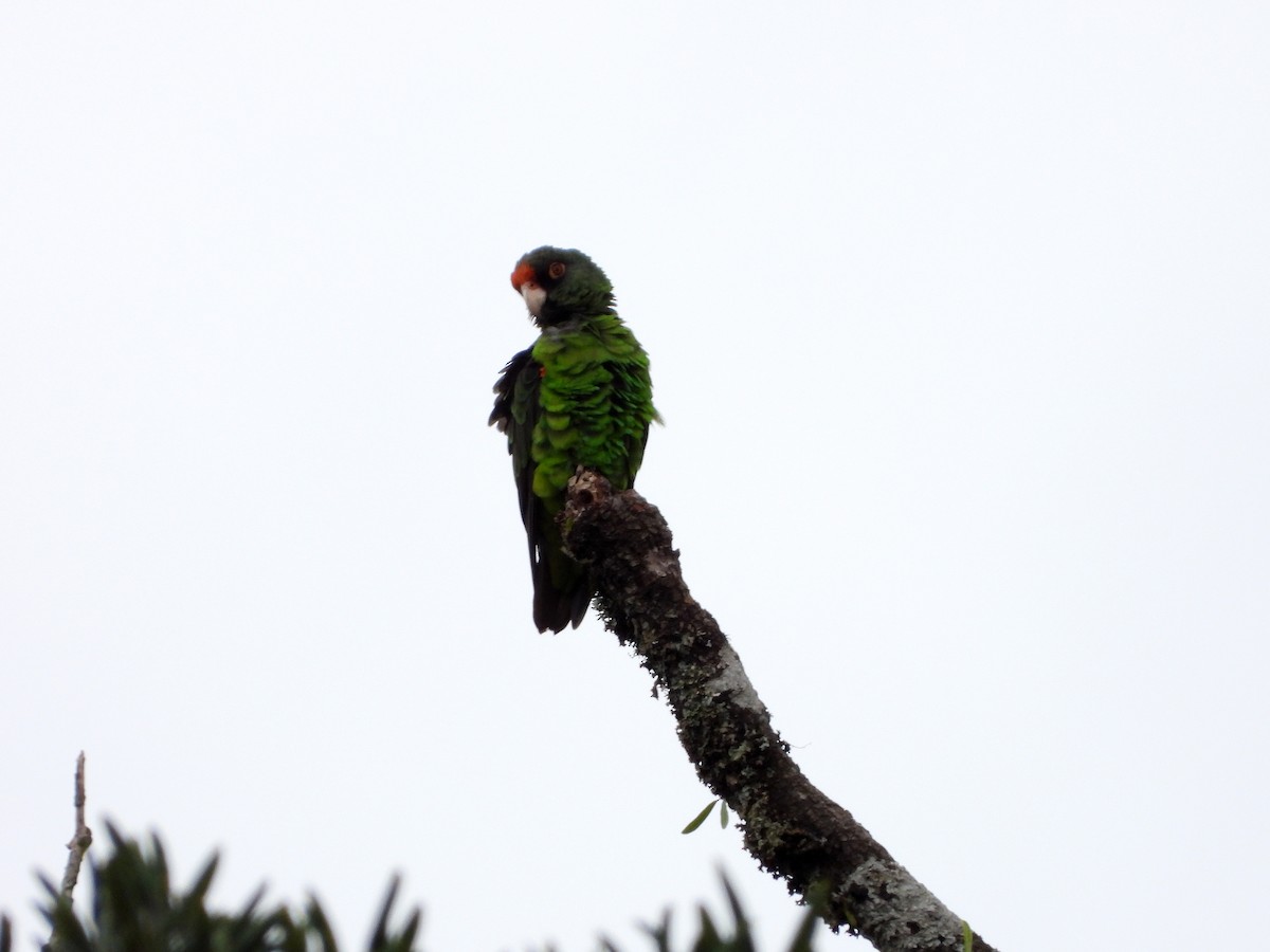 Red-fronted Parrot - ML579458461
