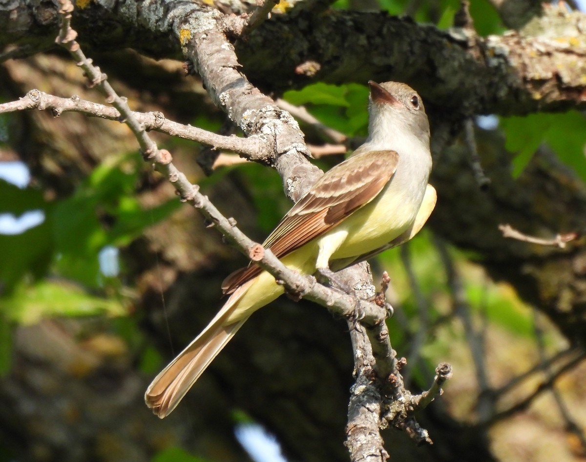 Great Crested Flycatcher - ML579460001