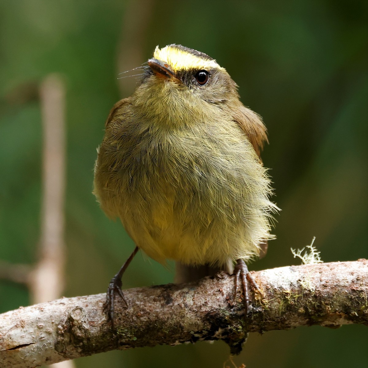 Yellow-bellied Chat-Tyrant - ML579466641