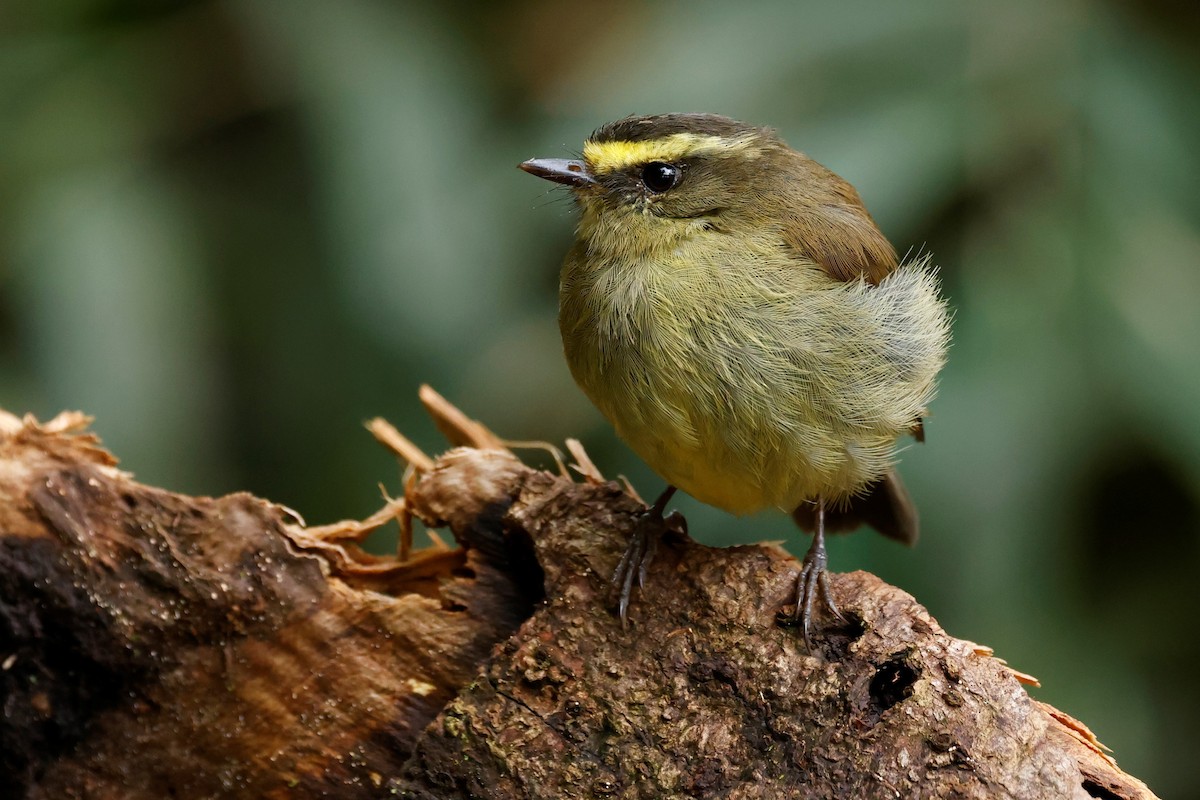 Yellow-bellied Chat-Tyrant - ML579466651