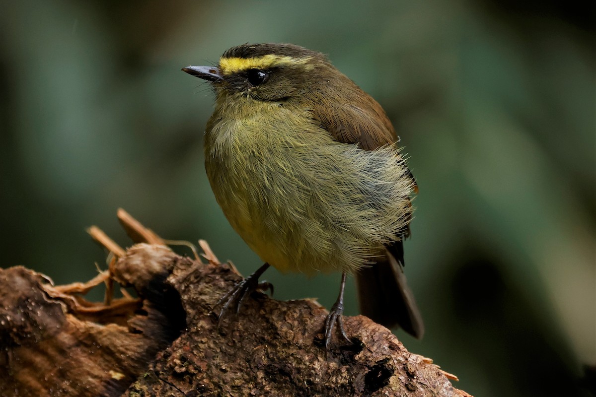 Yellow-bellied Chat-Tyrant - ML579466661