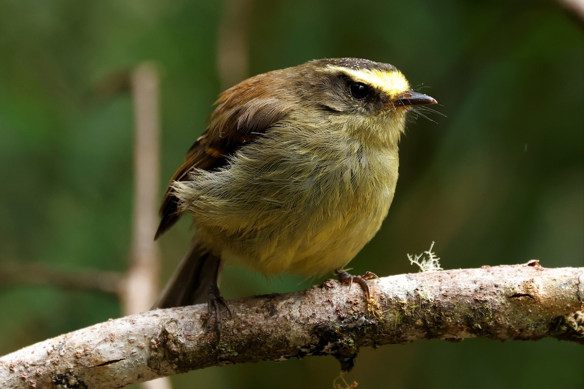 Yellow-bellied Chat-Tyrant - ML579466671