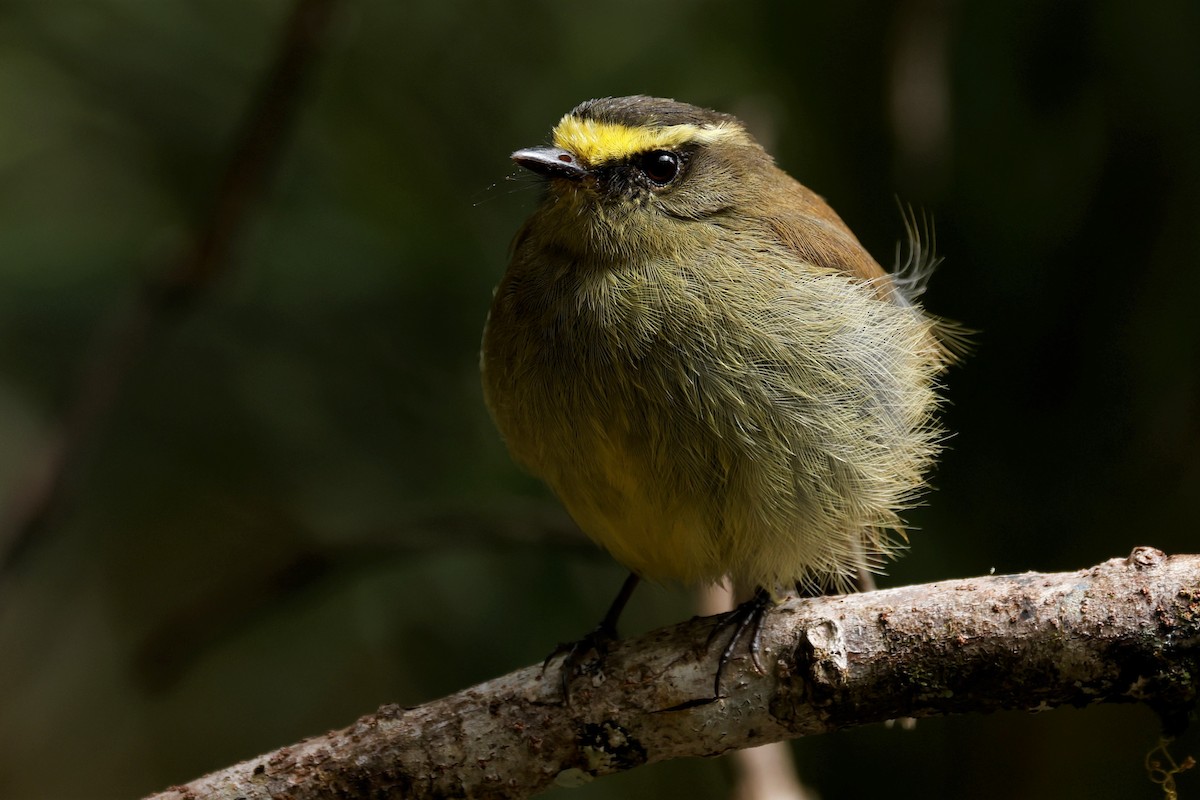 Yellow-bellied Chat-Tyrant - ML579466681