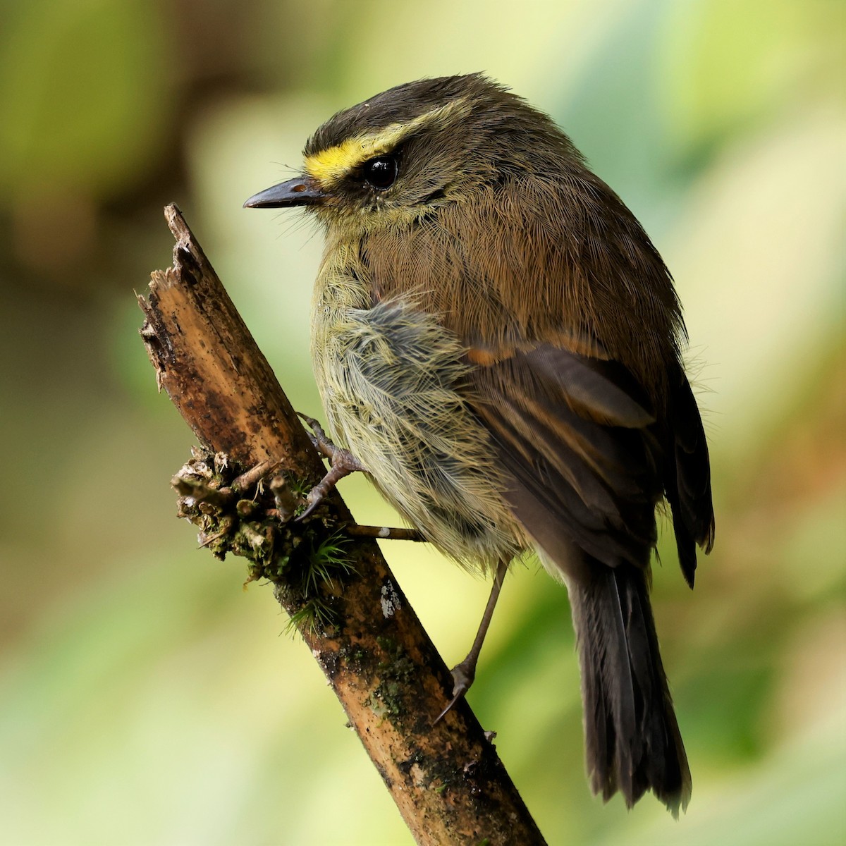 Yellow-bellied Chat-Tyrant - ML579471251
