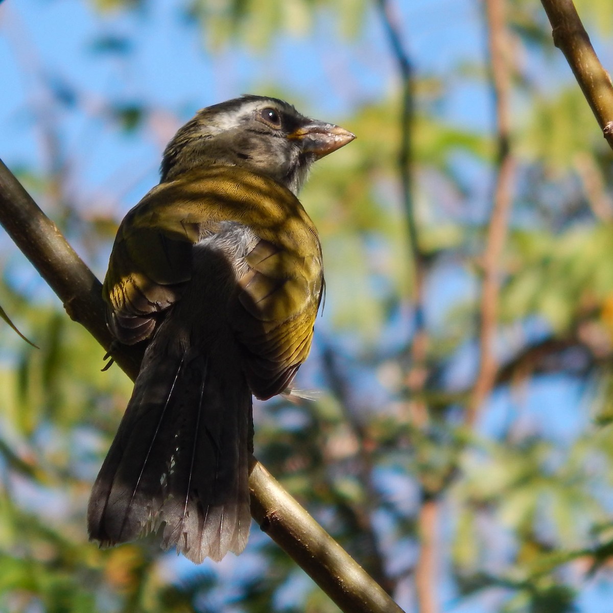 Green-winged Saltator - ML579471431