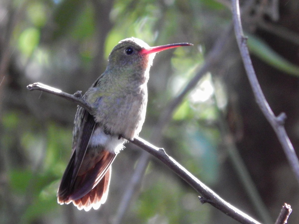 Gilded Hummingbird - ML579471621