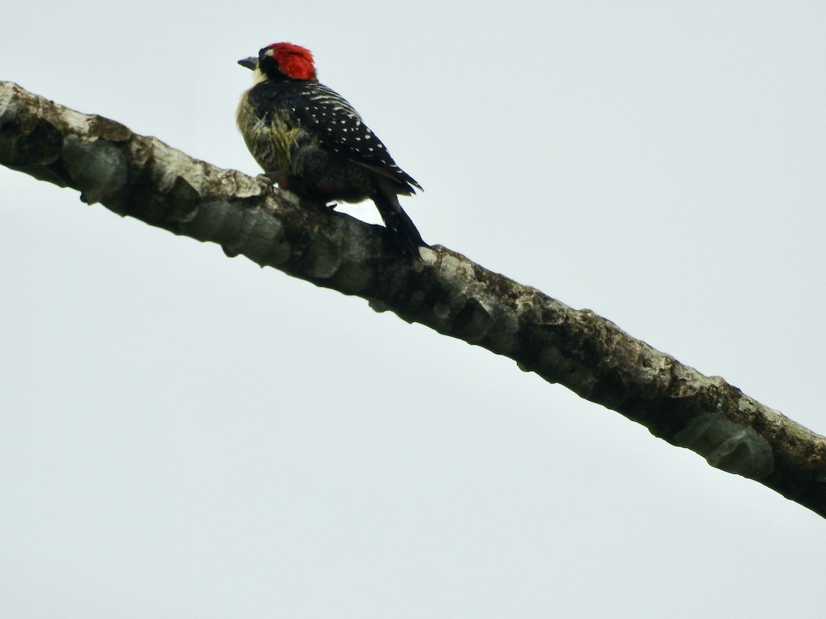 Black-cheeked Woodpecker - Ayde Solarte