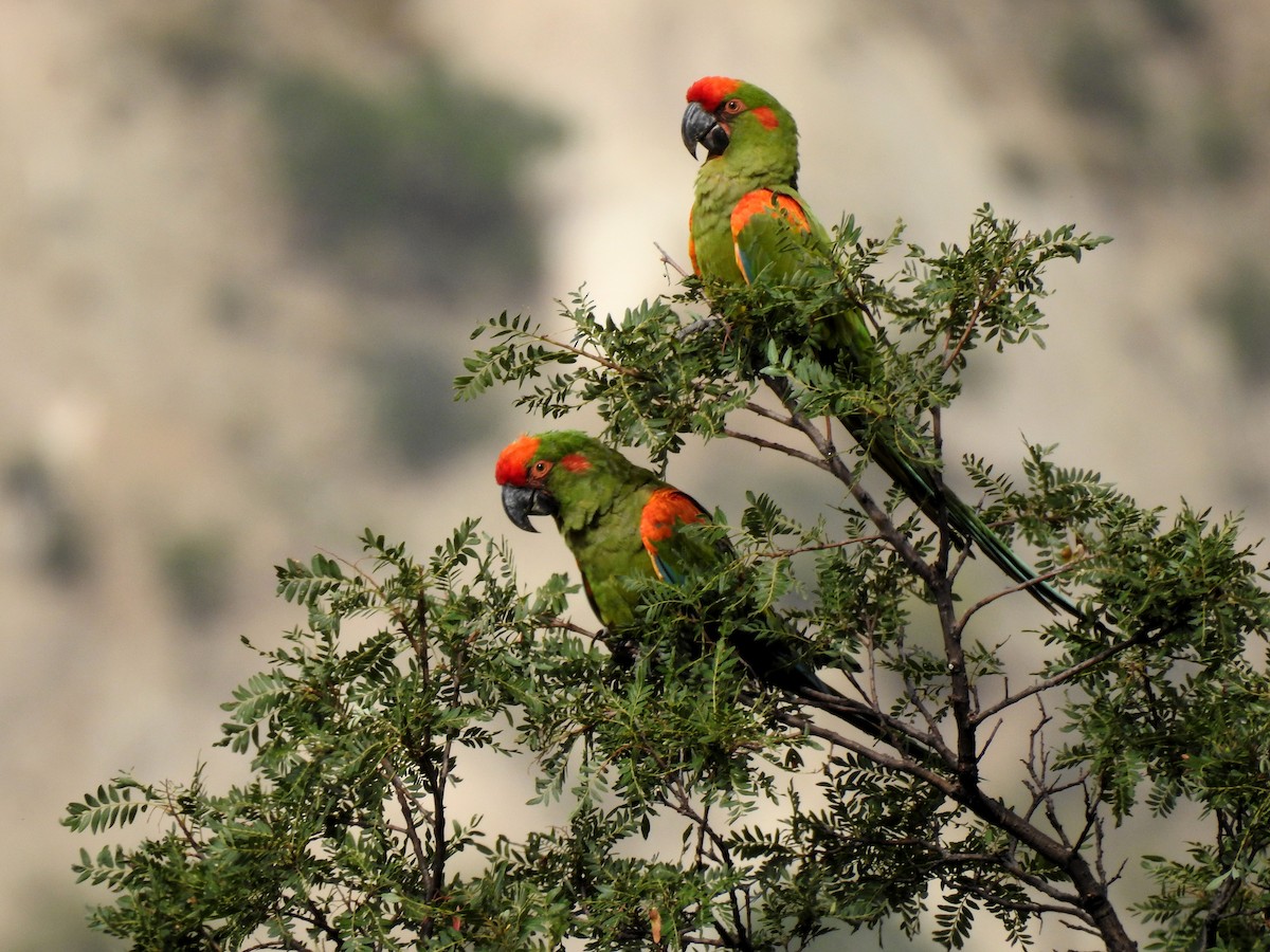Red-fronted Macaw - ML57947381