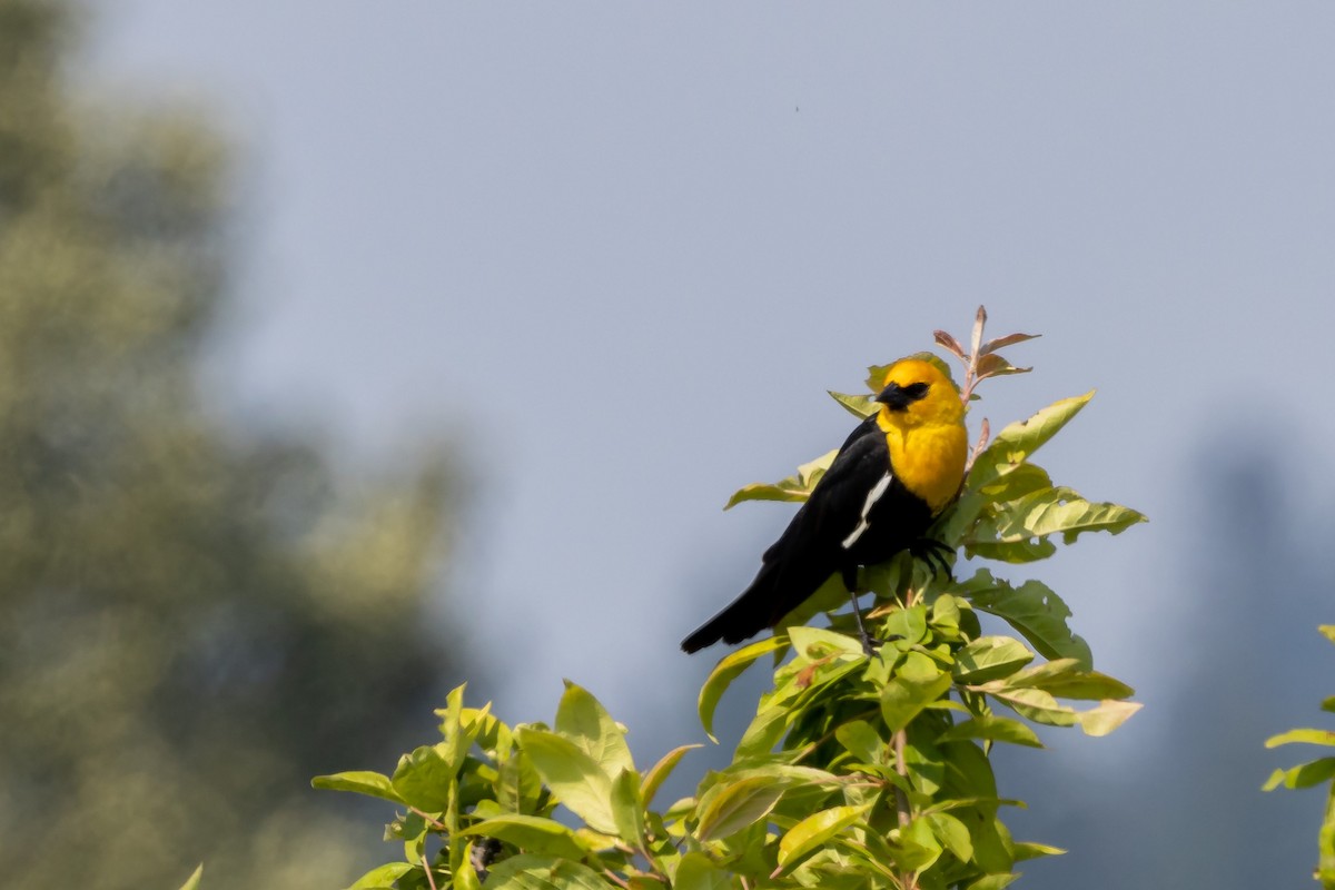Yellow-headed Blackbird - ML579474151