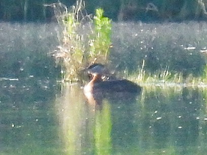 Red-necked Grebe - ML579477761