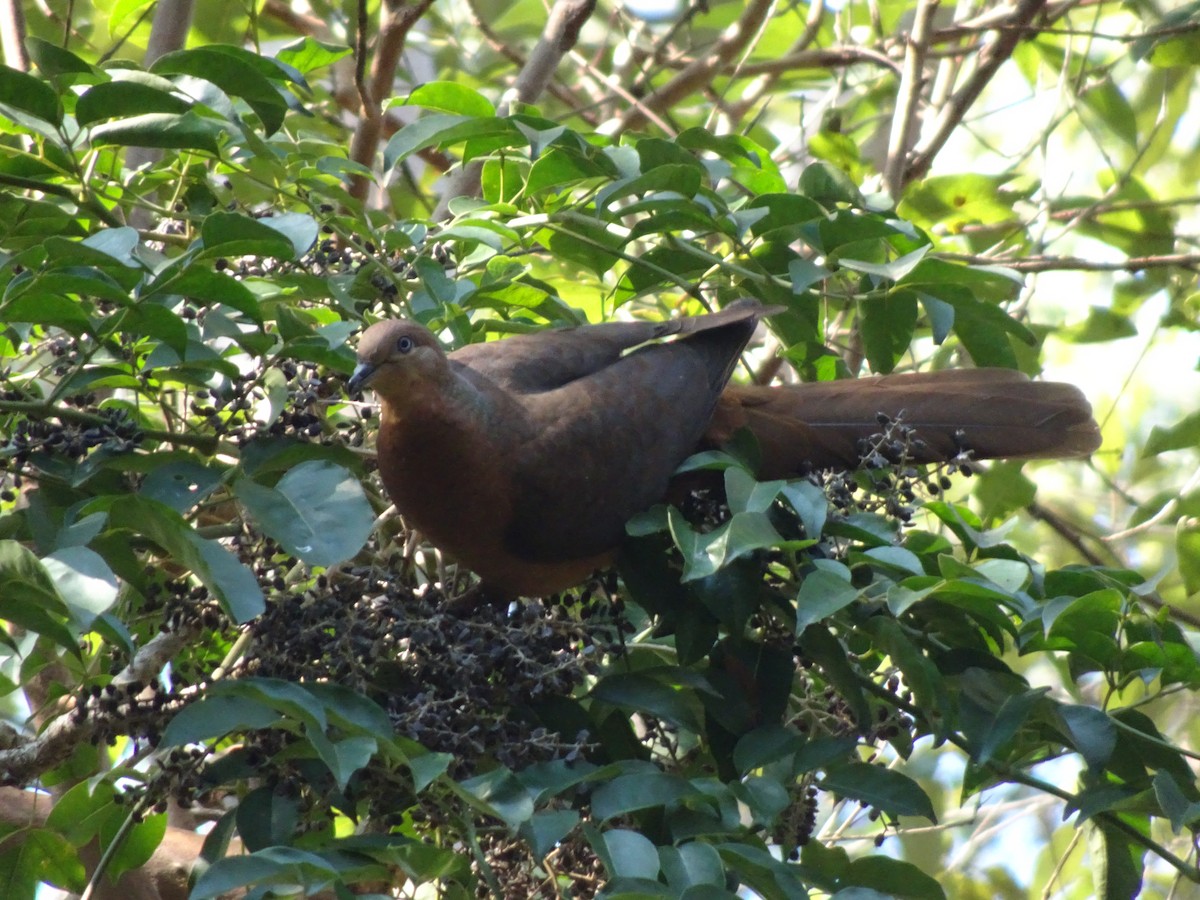 Brown Cuckoo-Dove - ML579478271