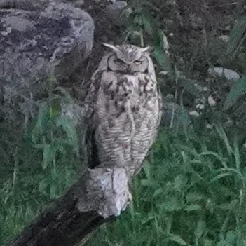 Great Horned Owl - ML579478411