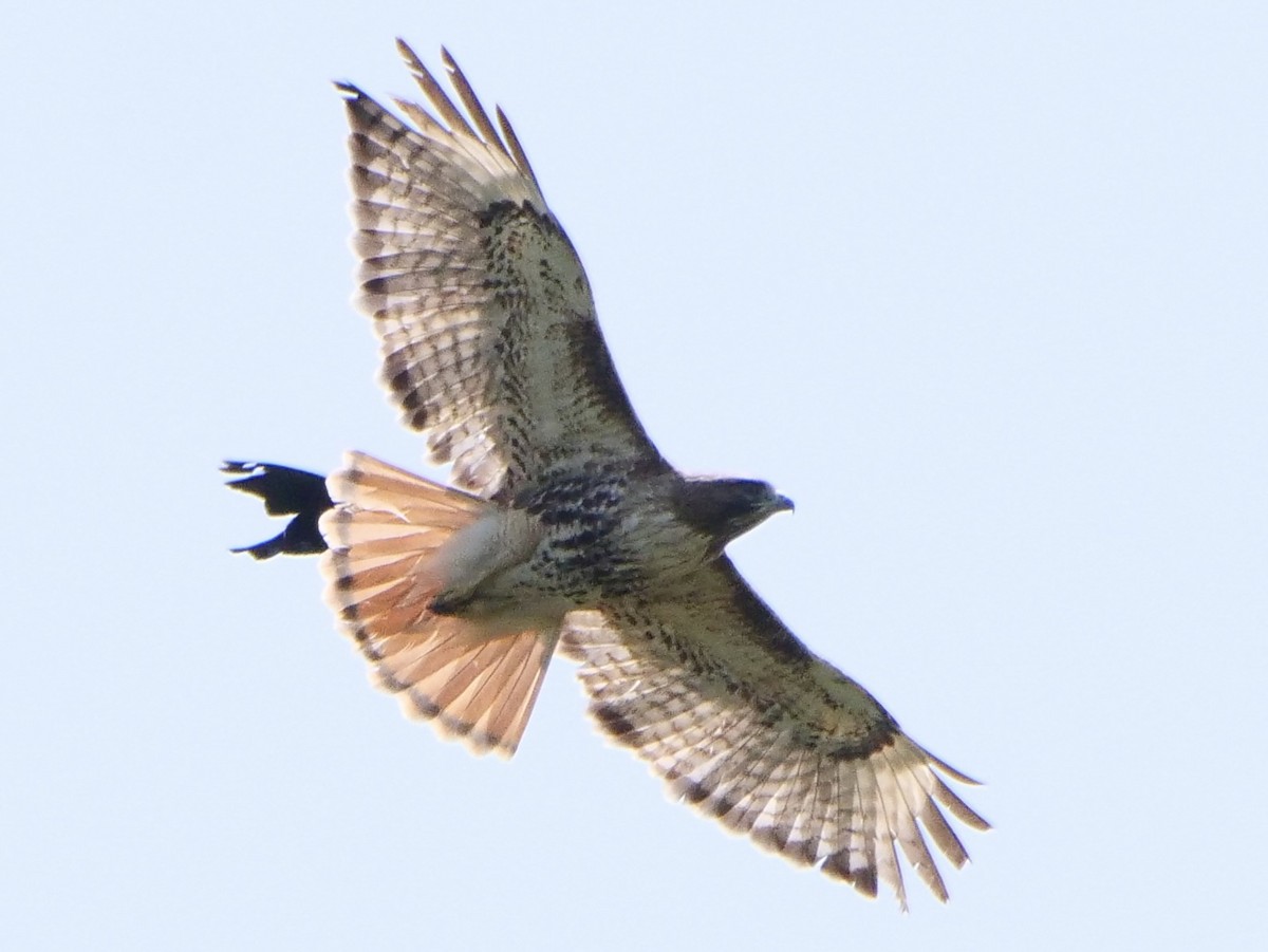 Red-tailed Hawk (abieticola) - ML579481281