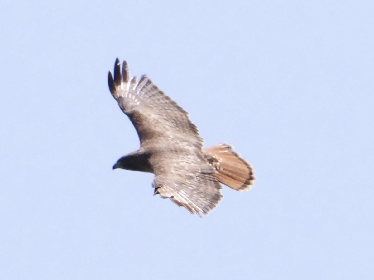 Red-tailed Hawk (abieticola) - ML579481401