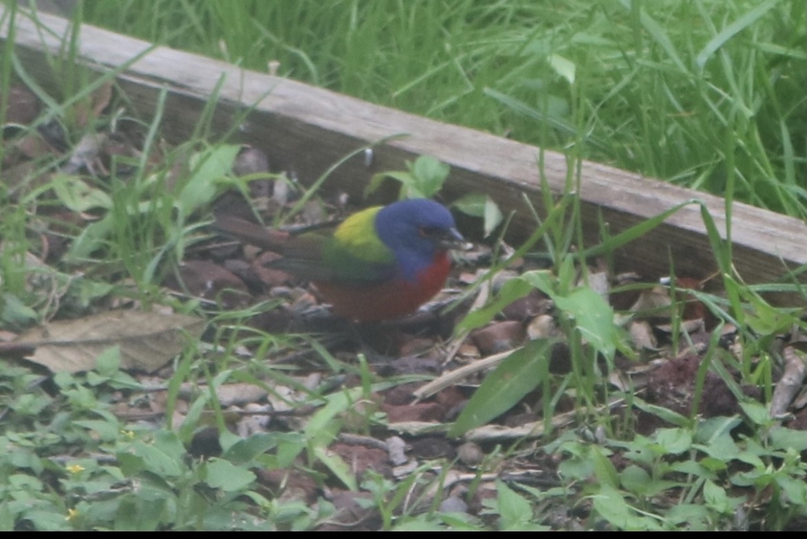 Painted Bunting - ML579481501