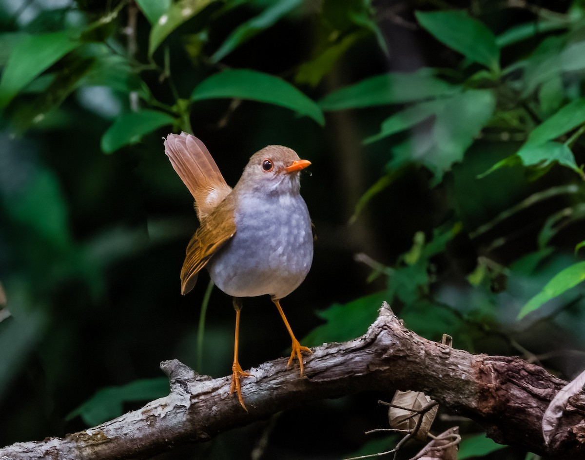 Orange-billed Nightingale-Thrush - Jim Merritt