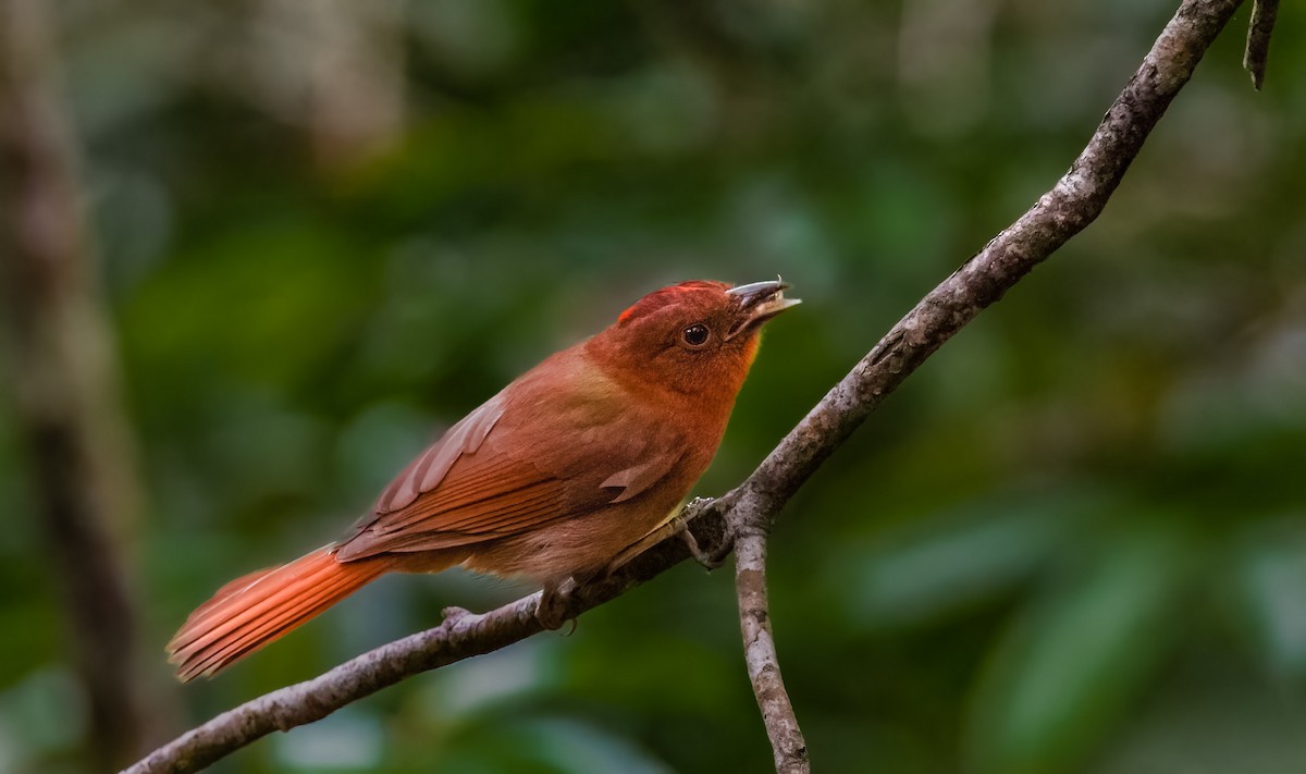Red-crowned Ant-Tanager - ML579489041