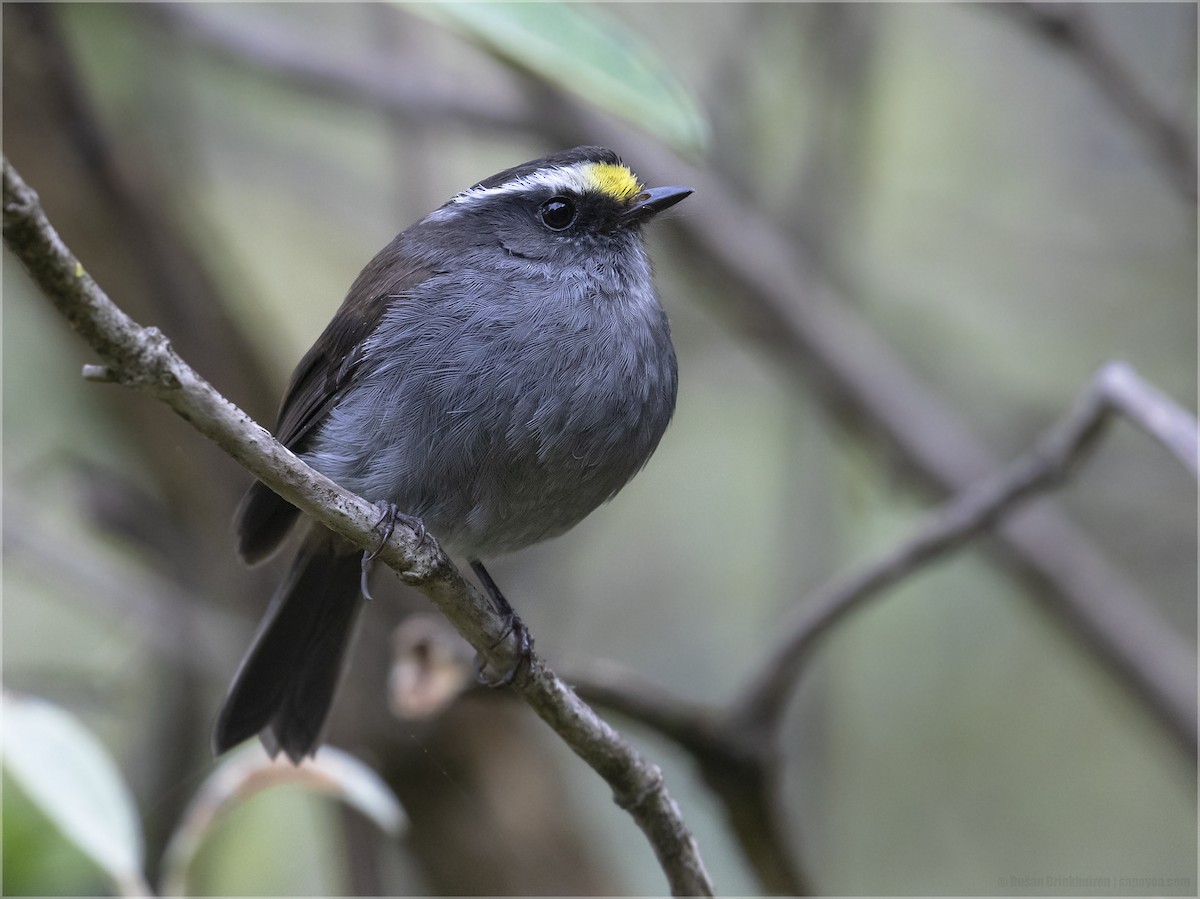 Crowned Chat-Tyrant (Crowned) - ML579489571
