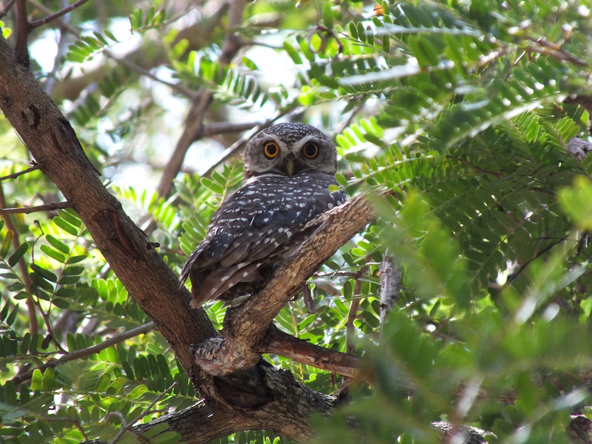 Spotted Owlet - ML579490891