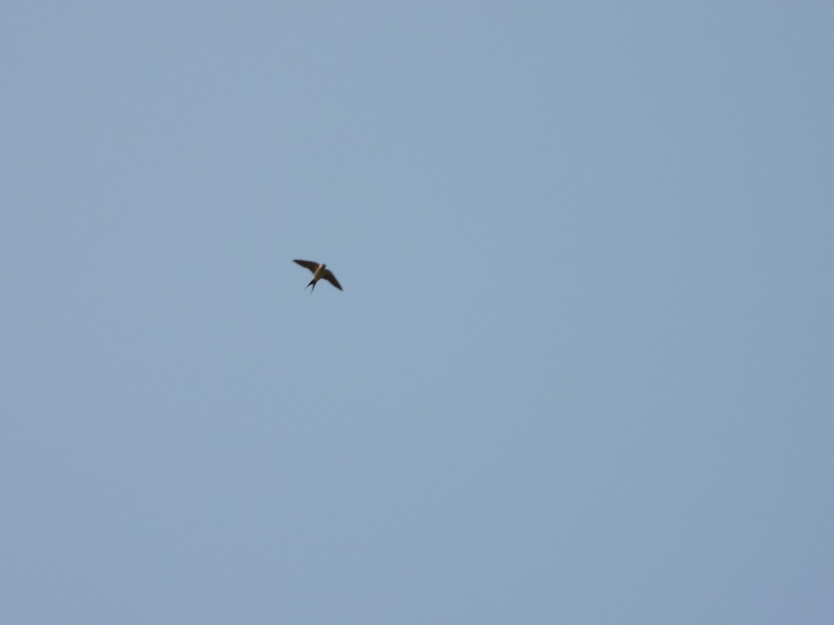 Red-rumped Swallow - ML579491071